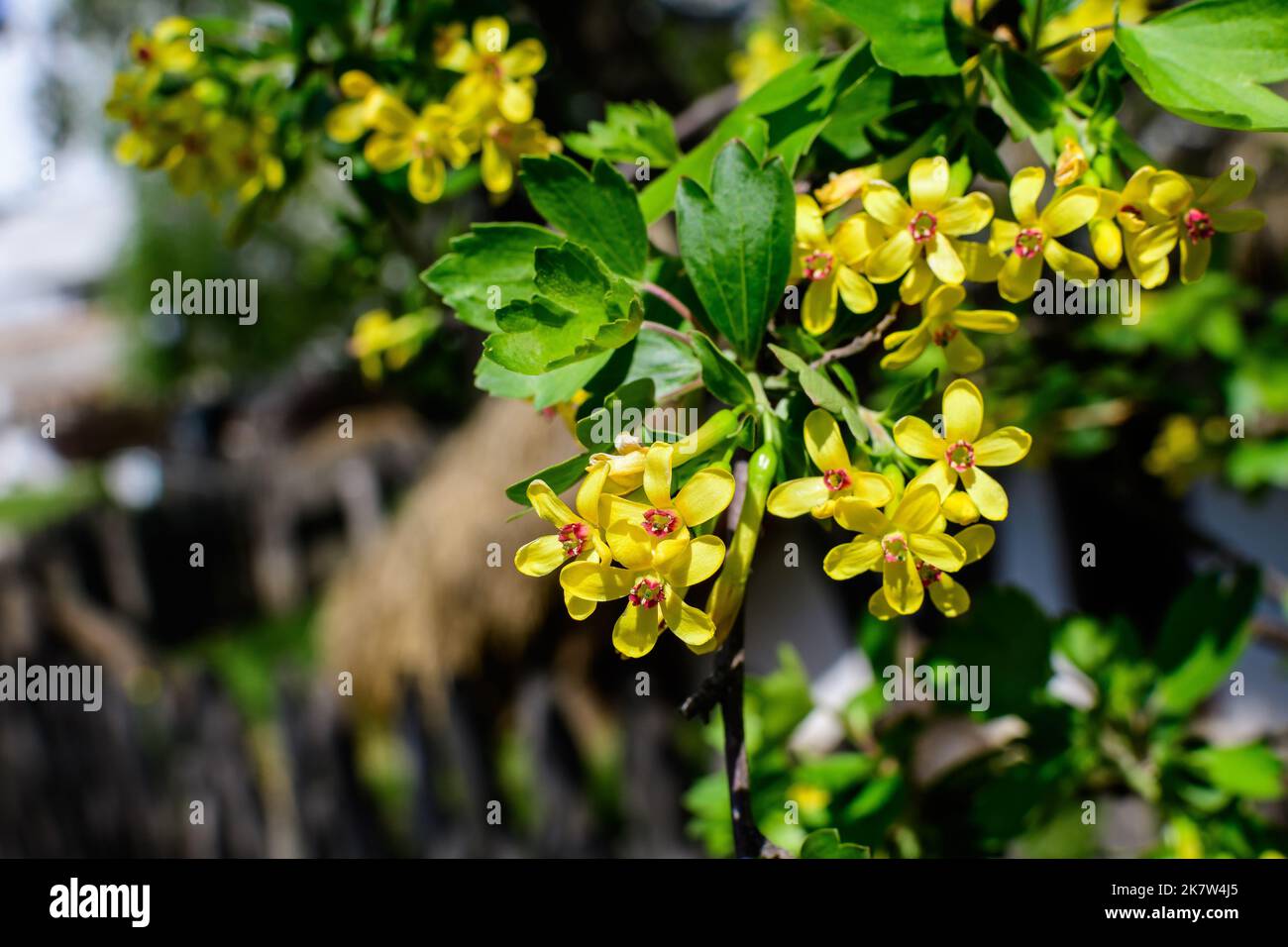 Branch with yellow flowers of Ribes aureum, known as golden currant, clove currant, pruterberry or buffalo currant, in a garden in a sunny spring day Stock Photo