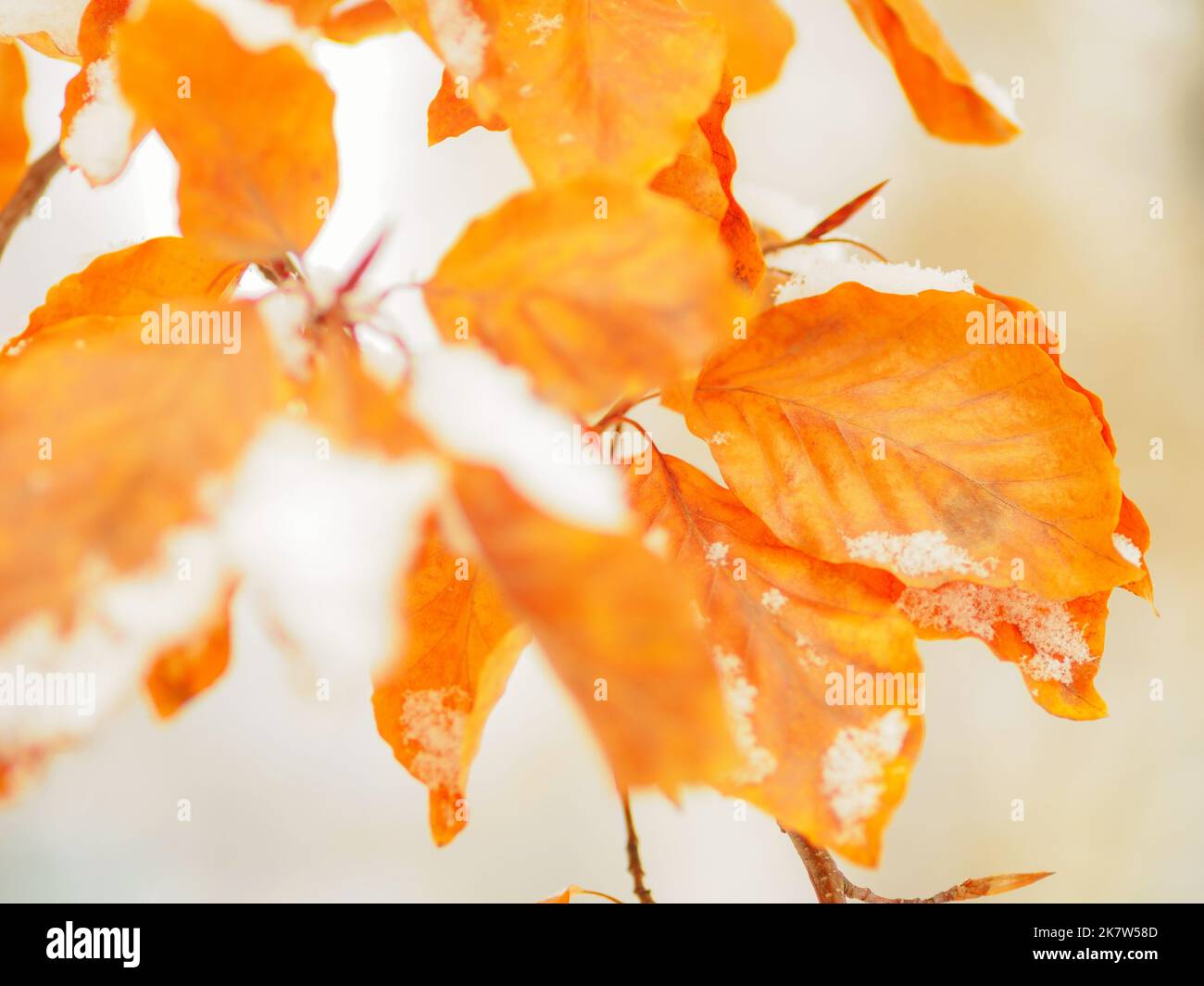 dry yellow leaves on a tree branch covered with snow in a winter season, close up photo Stock Photo