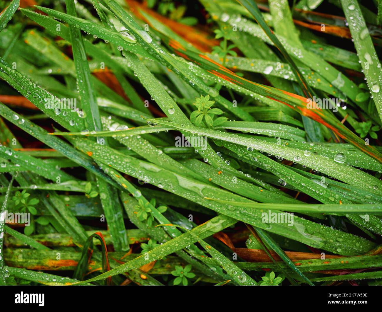 green grass covered with raindrops in a rainy autumn day, close up view Stock Photo