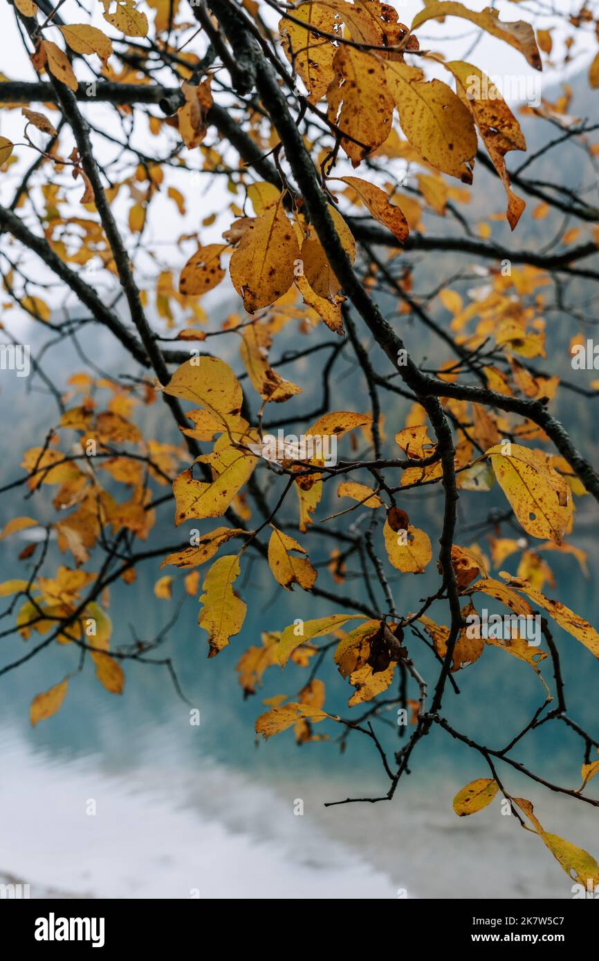 Die letzten gelben Blätter hängem am Zweig. Im Hintergrund der Antholzer See. Stock Photo