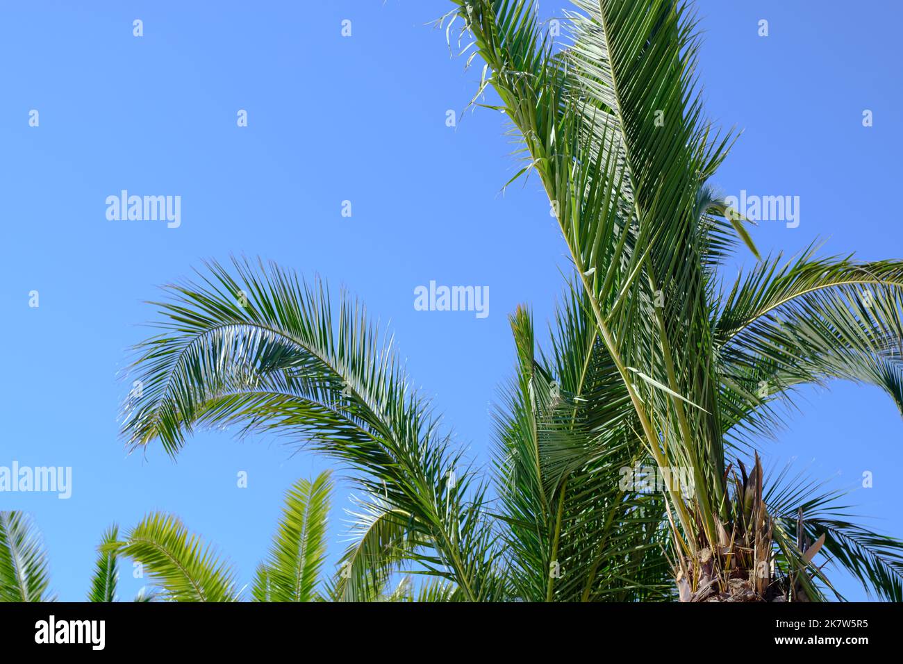 Palm tree branches on a solid blue sky summer scene Stock Photo