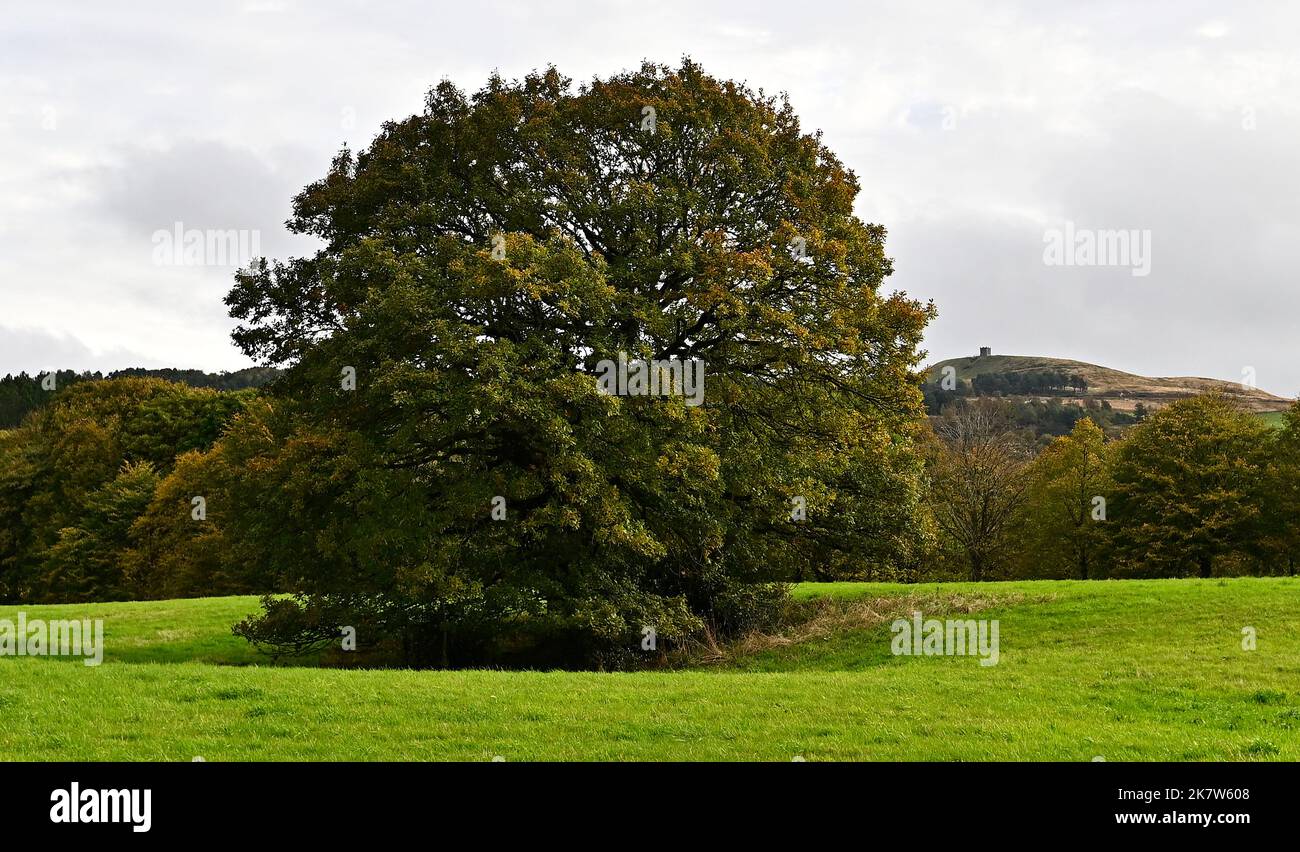 Rillington Tree Rivington. UK. 19 October 2022. Rivington reservoir. A large tree ...