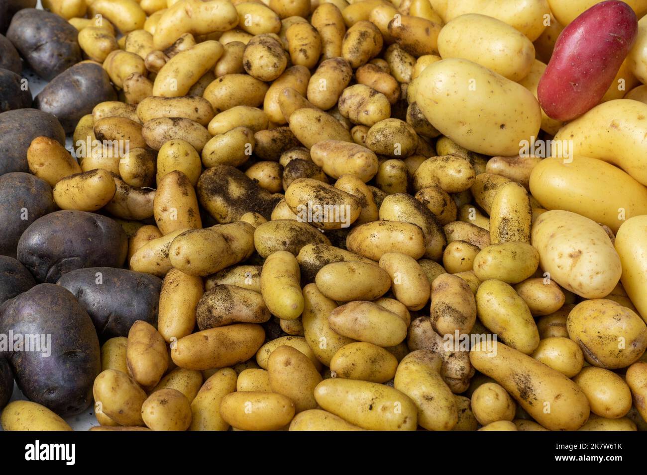 Various types of potatoes and potato colors on a stall at a food festival in Estoril, Lisbon. Stock Photo