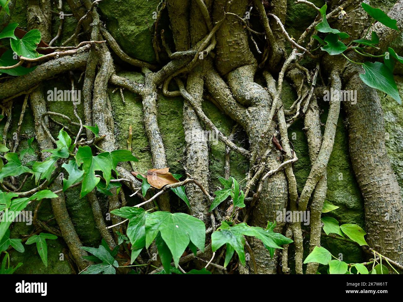 Rivington. UK. 19 October 2022. Rivington reservoir. Large ivy roots