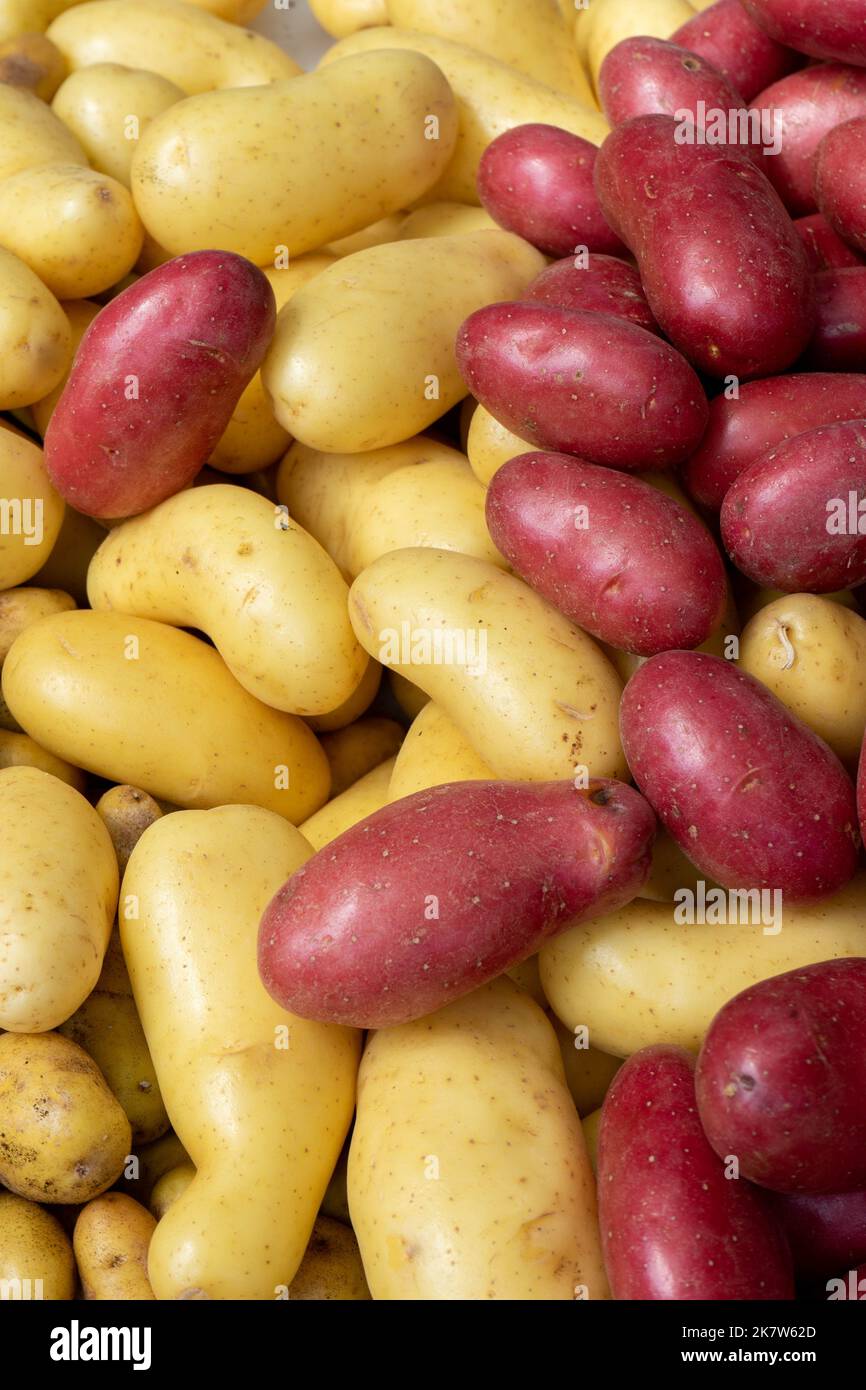 Various types of potatoes and potato colors on a stall at a food festival in Estoril, Lisbon. Stock Photo