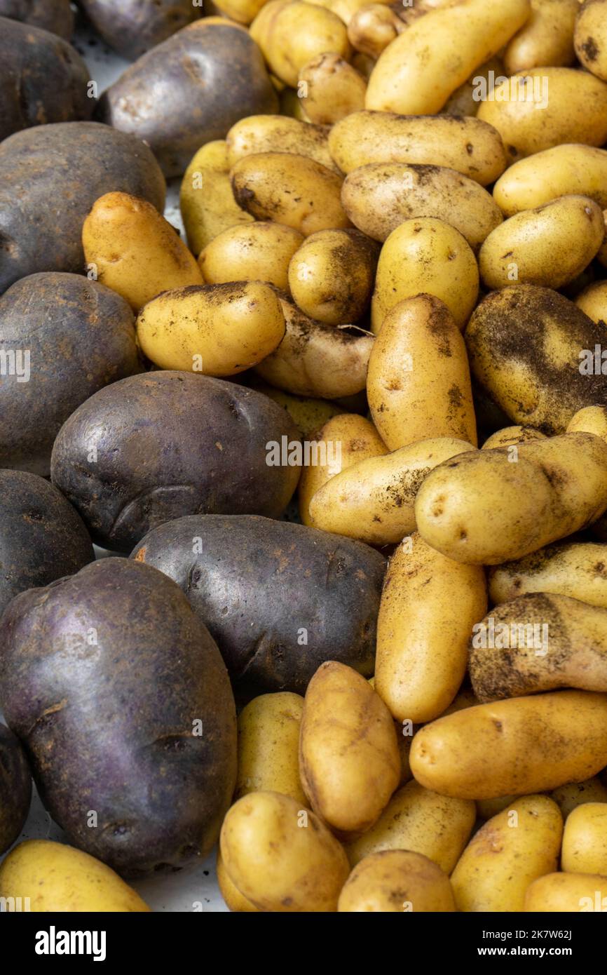 Various types of potatoes and potato colors on a stall at a food