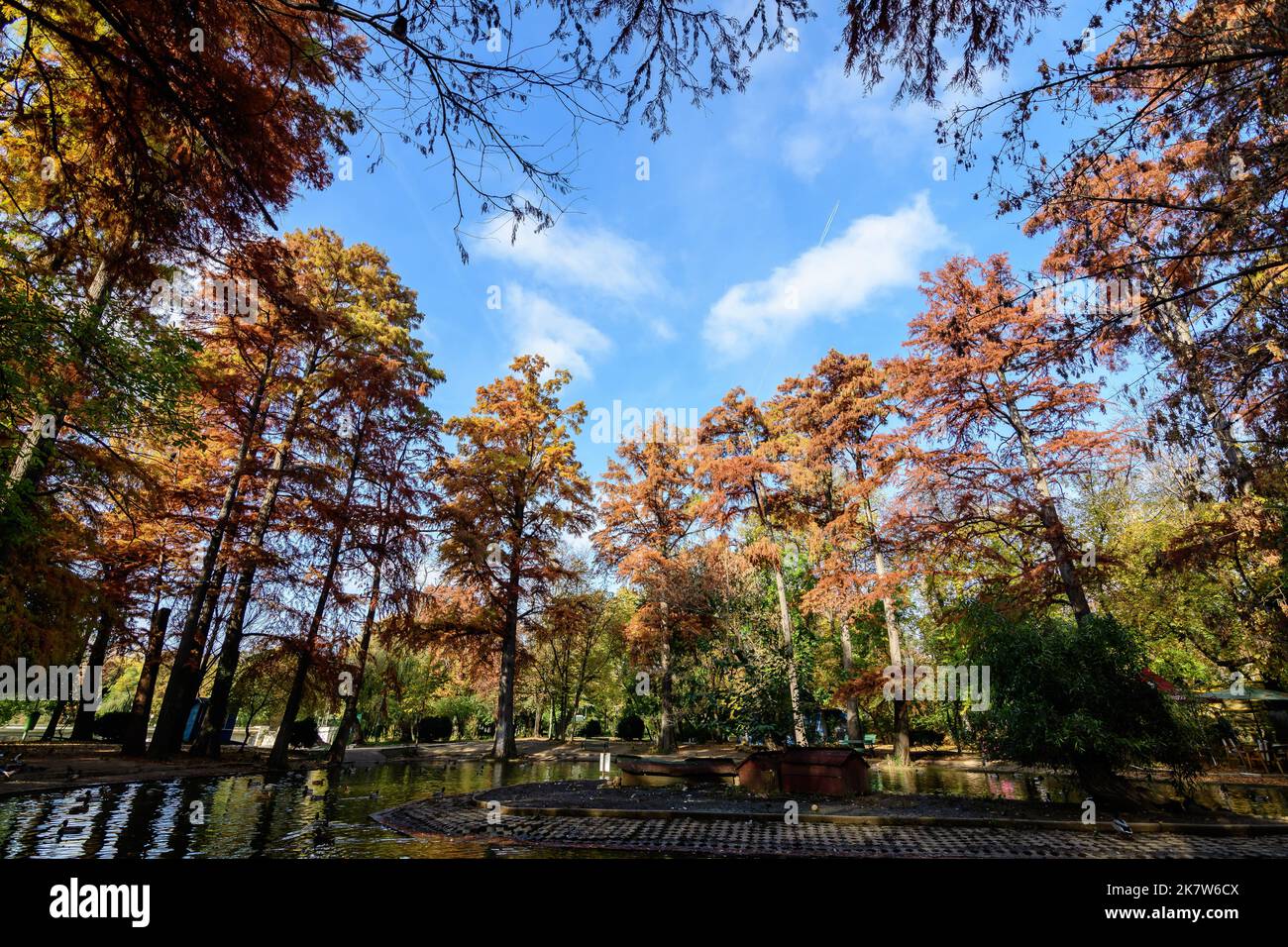 Landscape with many large green, yellow, orange and red old bald cypress trees near the lake in a sunny autumn day in Parcul Carol (Carol Park) in Buc Stock Photo