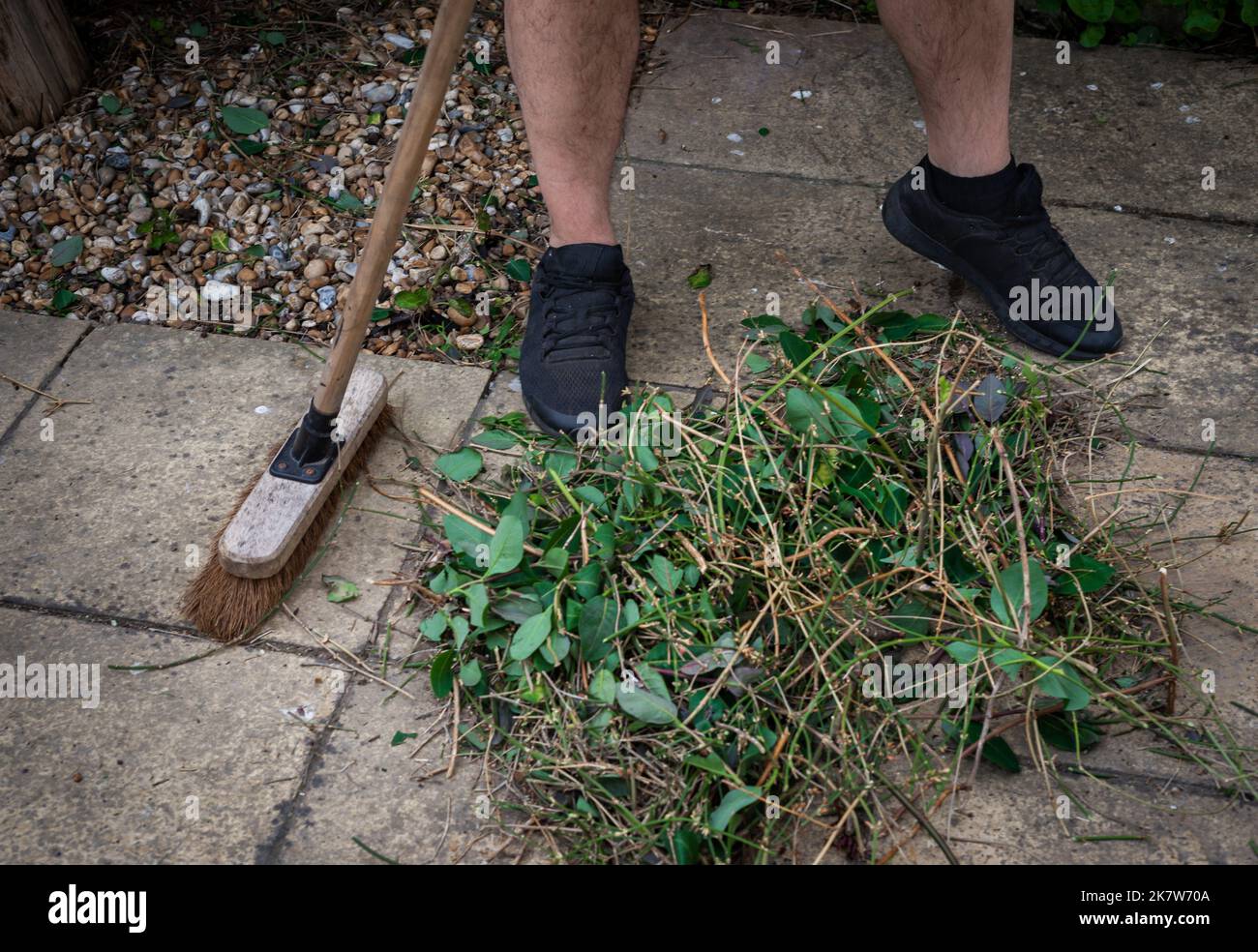 Close up of man using yard brush to sweep up pile of hedge clippings with branches and green leaves. Stock Photo