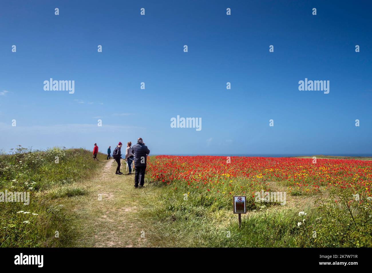 Holidaymakers visiting the spectacular beautiful poppy fields on the coast of West Pentire in Newquay in Cornwall in the UK. Stock Photo