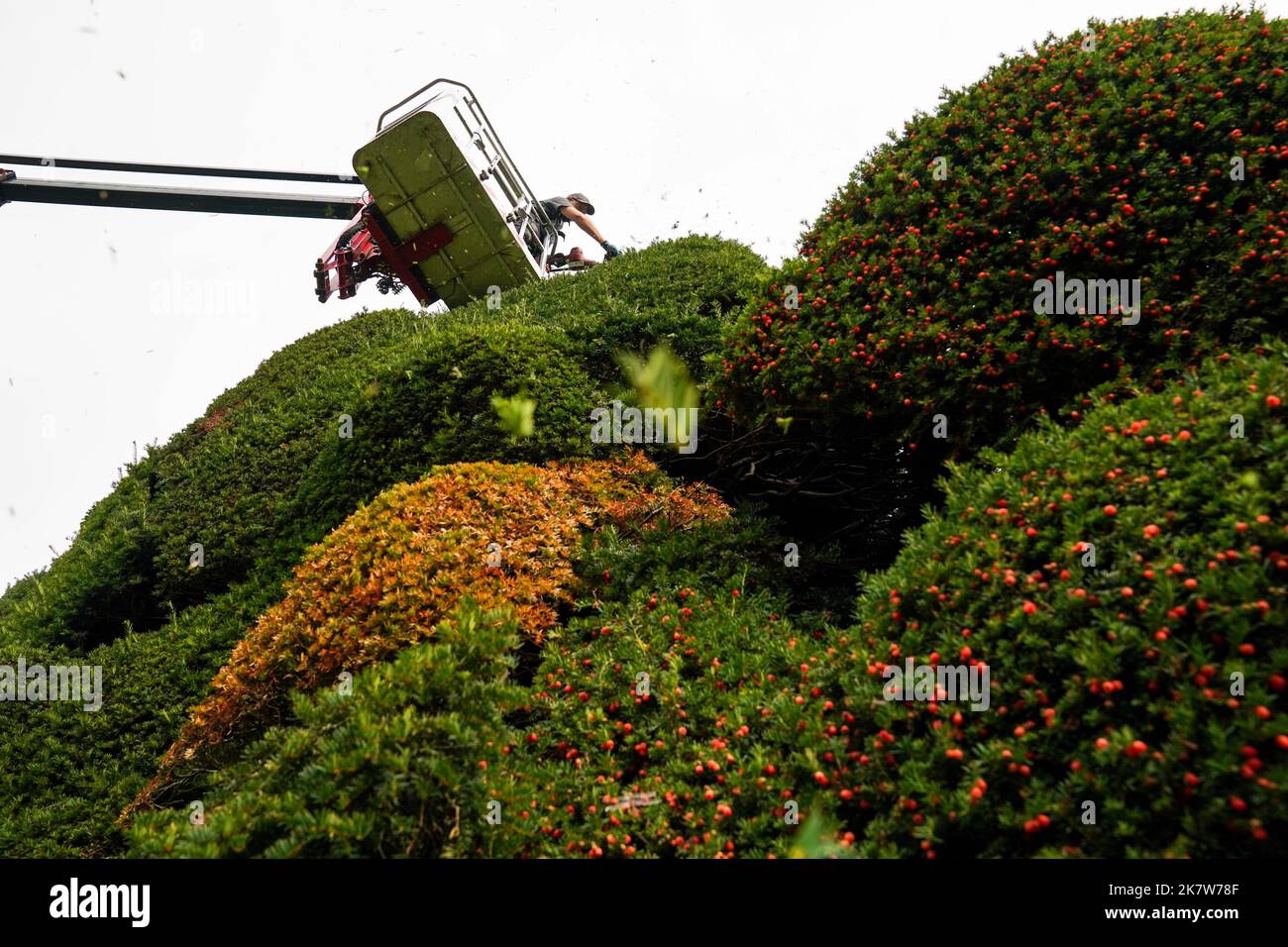 national-trust-gardener-dan-bull-works-from-a-cherry-picker-to-trim-a