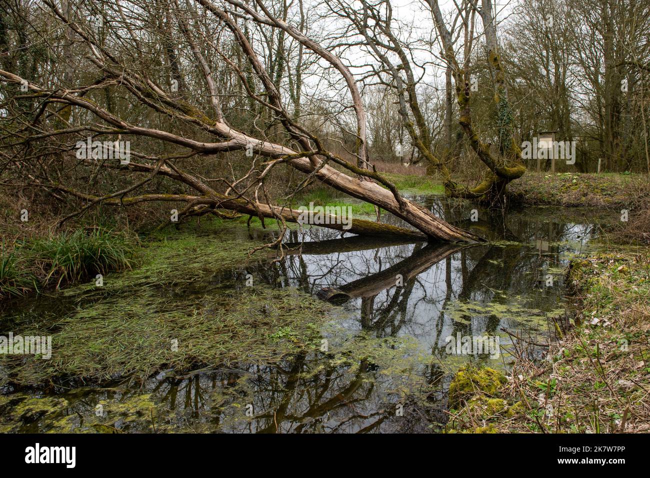 Broken tree in a pond with reflection Stock Photo Alamy