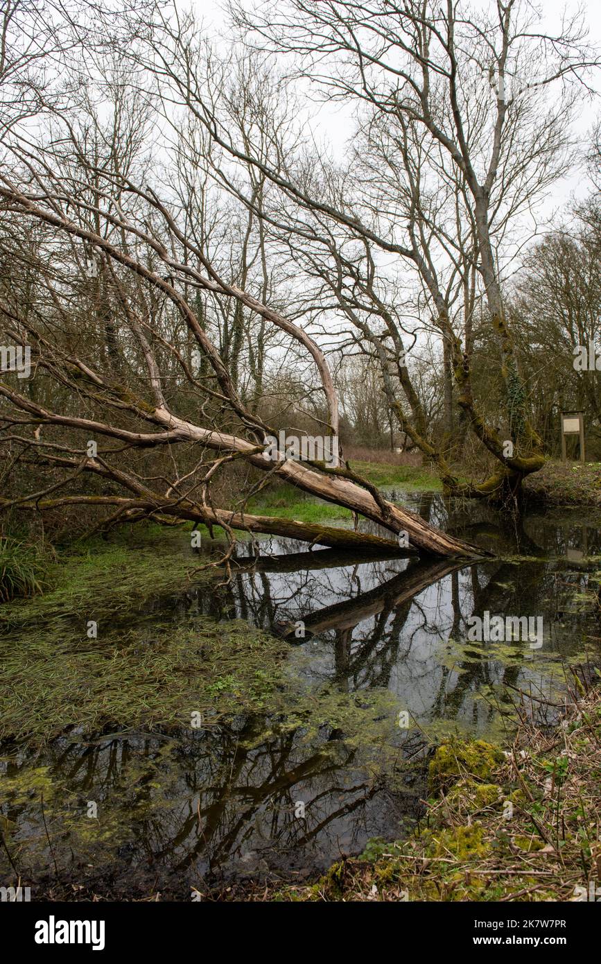 Broken tree in a pond with reflection Stock Photo Alamy