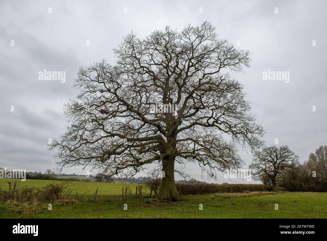 Large oak tree in a field Stock Photo Alamy