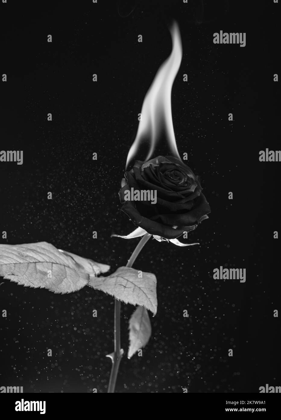 Fresh red rose flower blazing with hot flame and sparks dark background