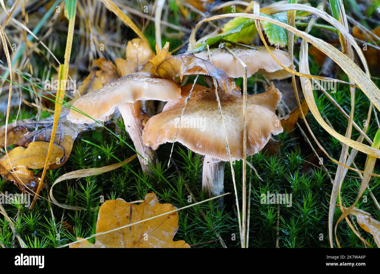 Dreiergruppe Pilze im Moos Stock Photo