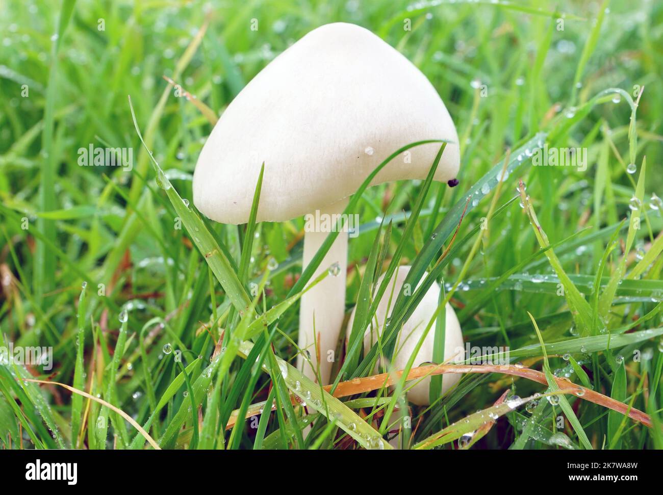 Weißer Pilze im regennassen Gras (Wiesenchampion?) Stock Photo
