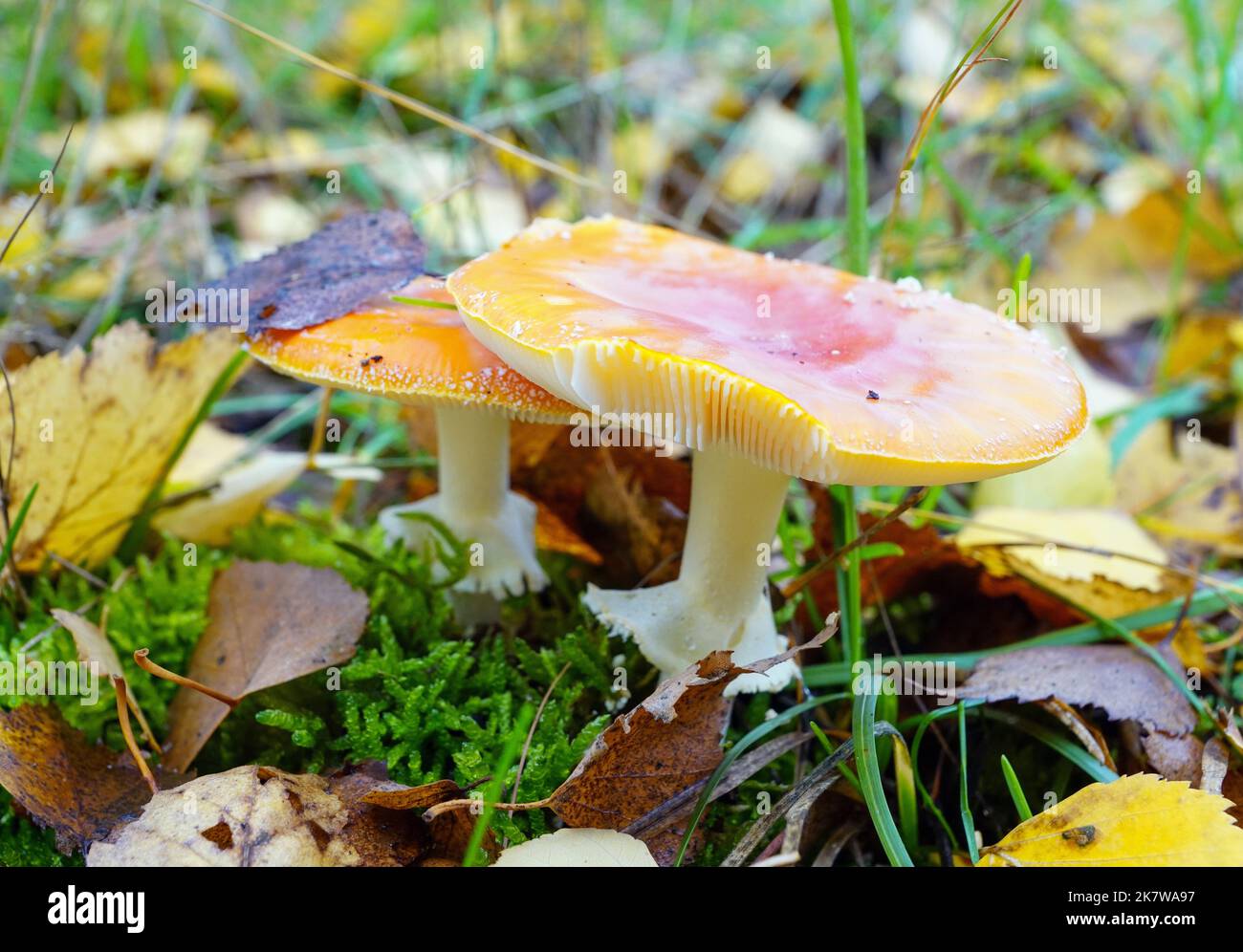 Zwei ausgeblichene Fliegenpilze Stock Photo - Alamy
