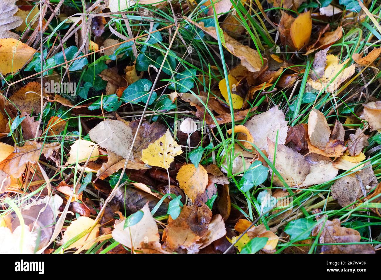Waldbodentextur mit kleinem Pilz Stock Photo