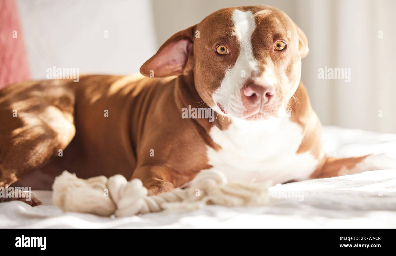 Did you get my good side mama. Portrait of an adorably sweet dog relaxing on a bed at home. Stock Photo