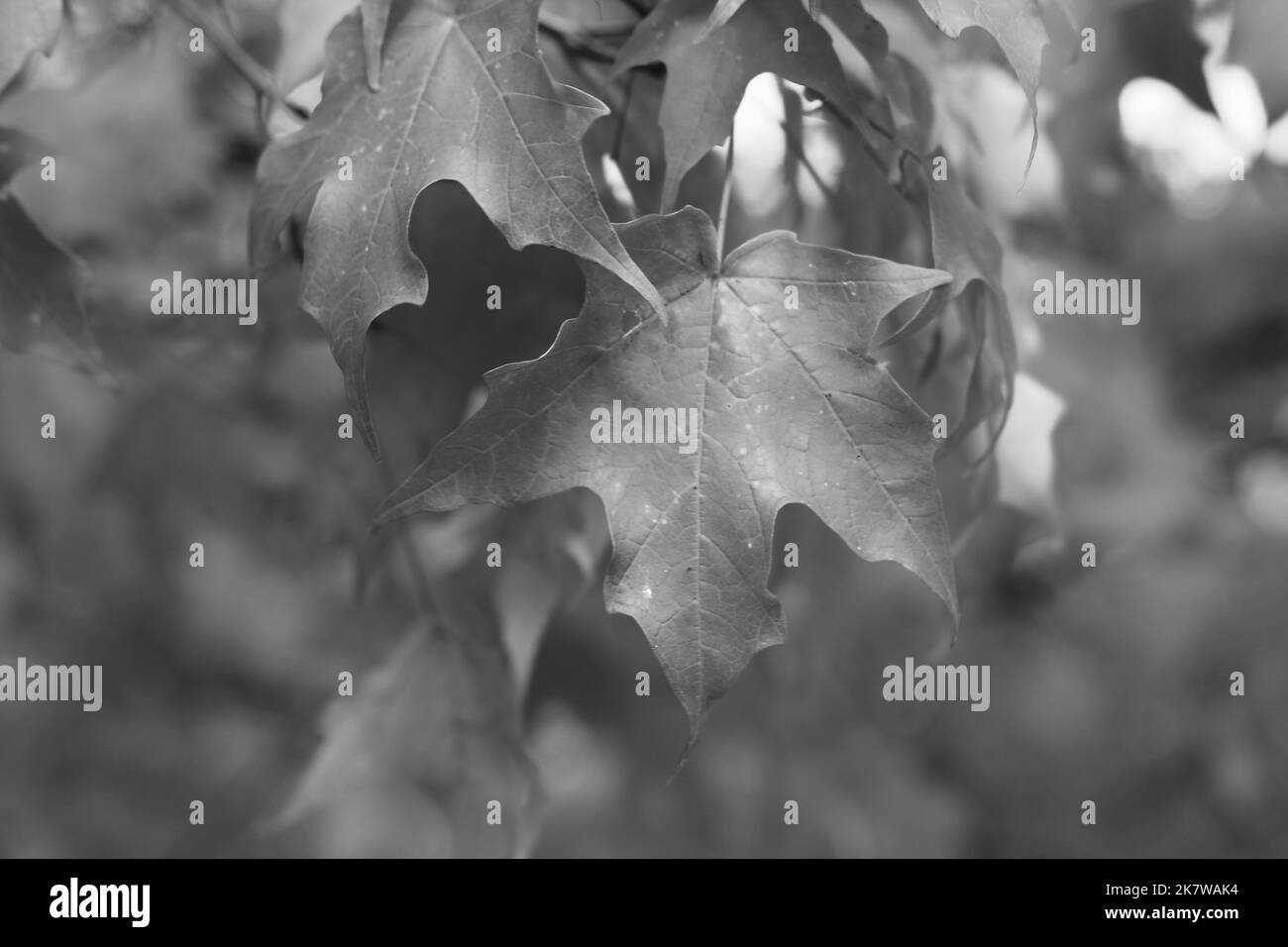 Black and white of maple leaf Black and White Stock Photos & Images - Alamy