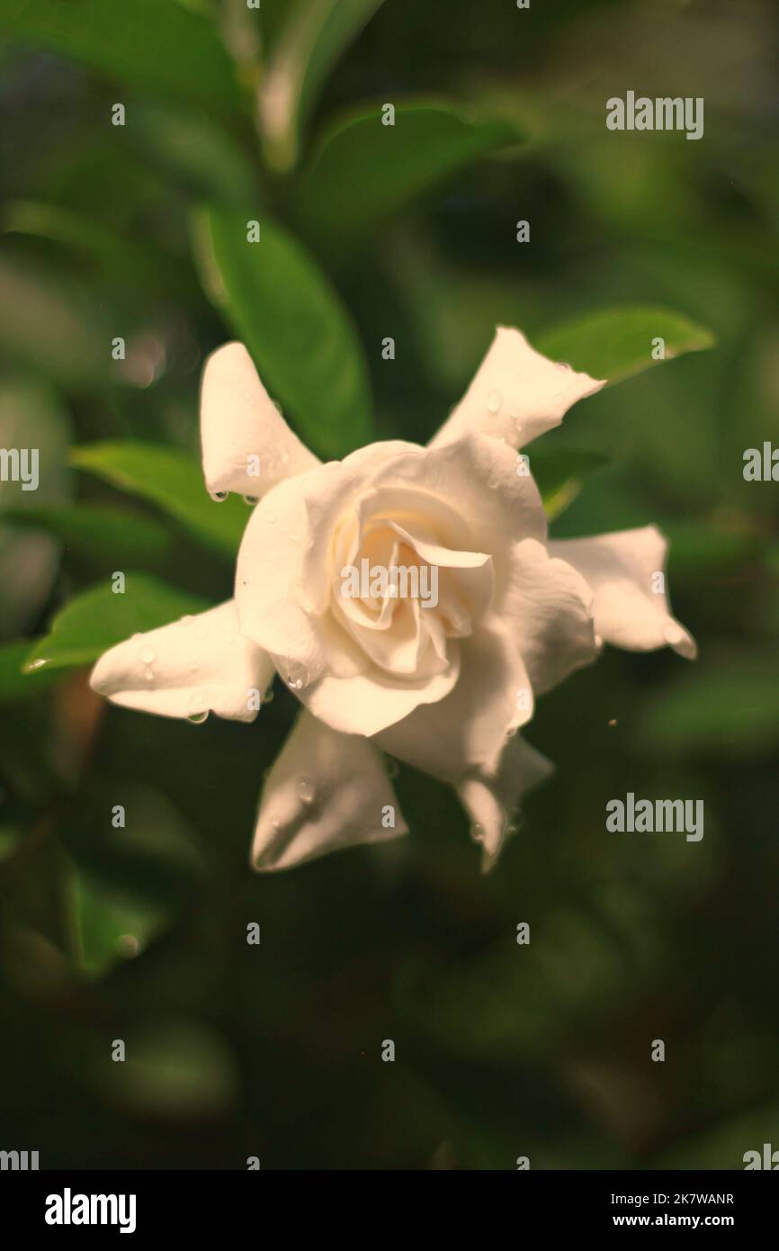 Beautiful full frontal of a lush tropical flower growing in the morning