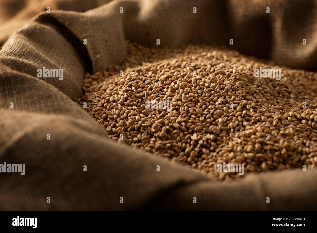 Burlap sack filled with raw wheat grains Stock Photo