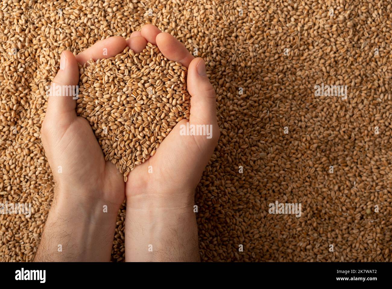 Human caucasian handfuls with wheat kernels over grain background Stock Photo