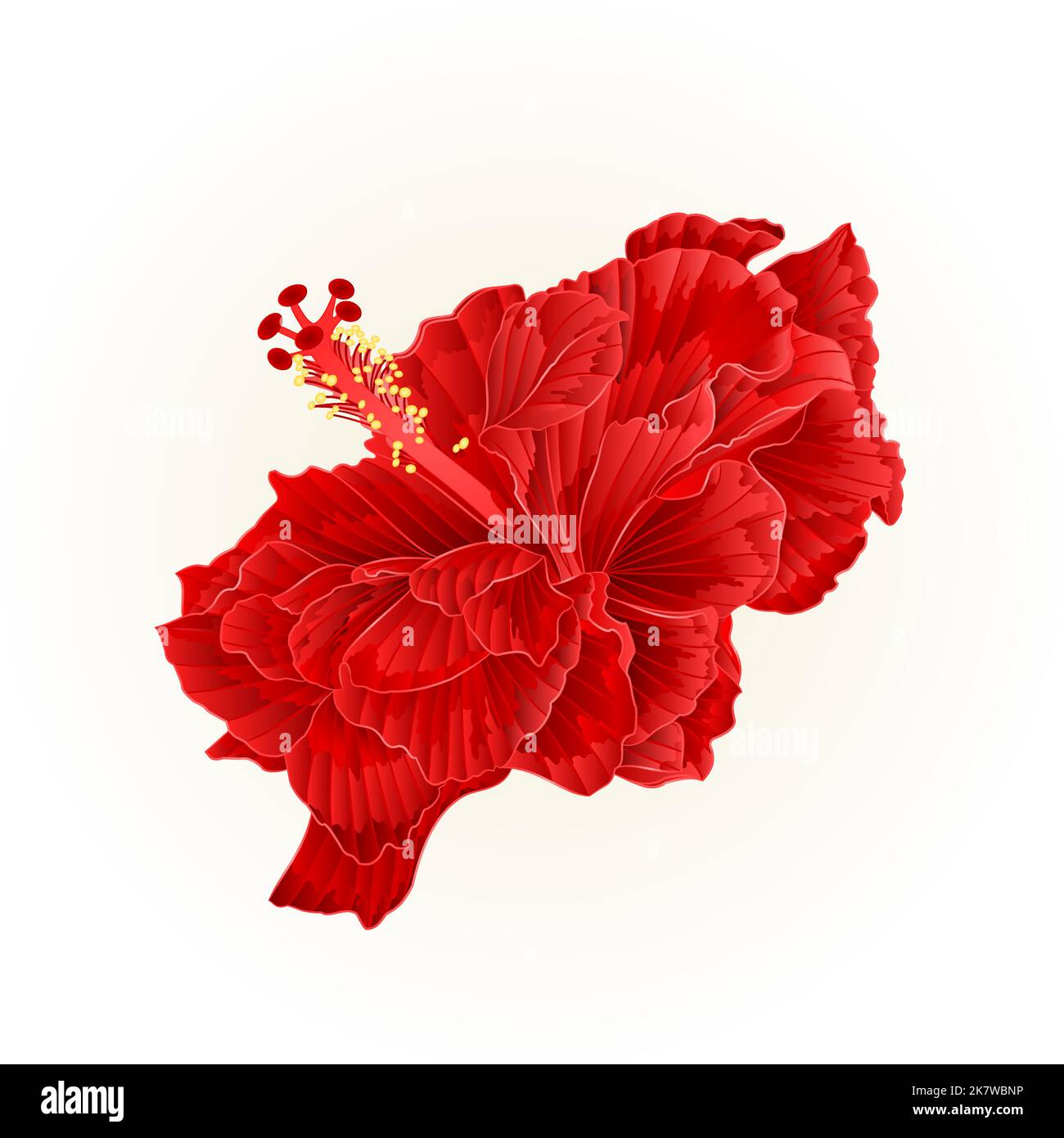 Red hibiscus corrugated simple tropical flower vintage vector ...