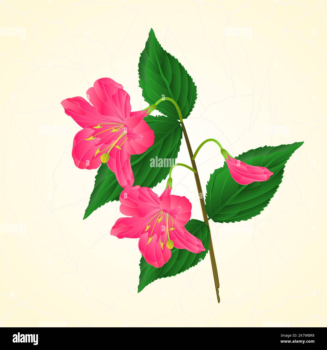 Pink flower decorative shrub Weigela cracks vintage vector illustration