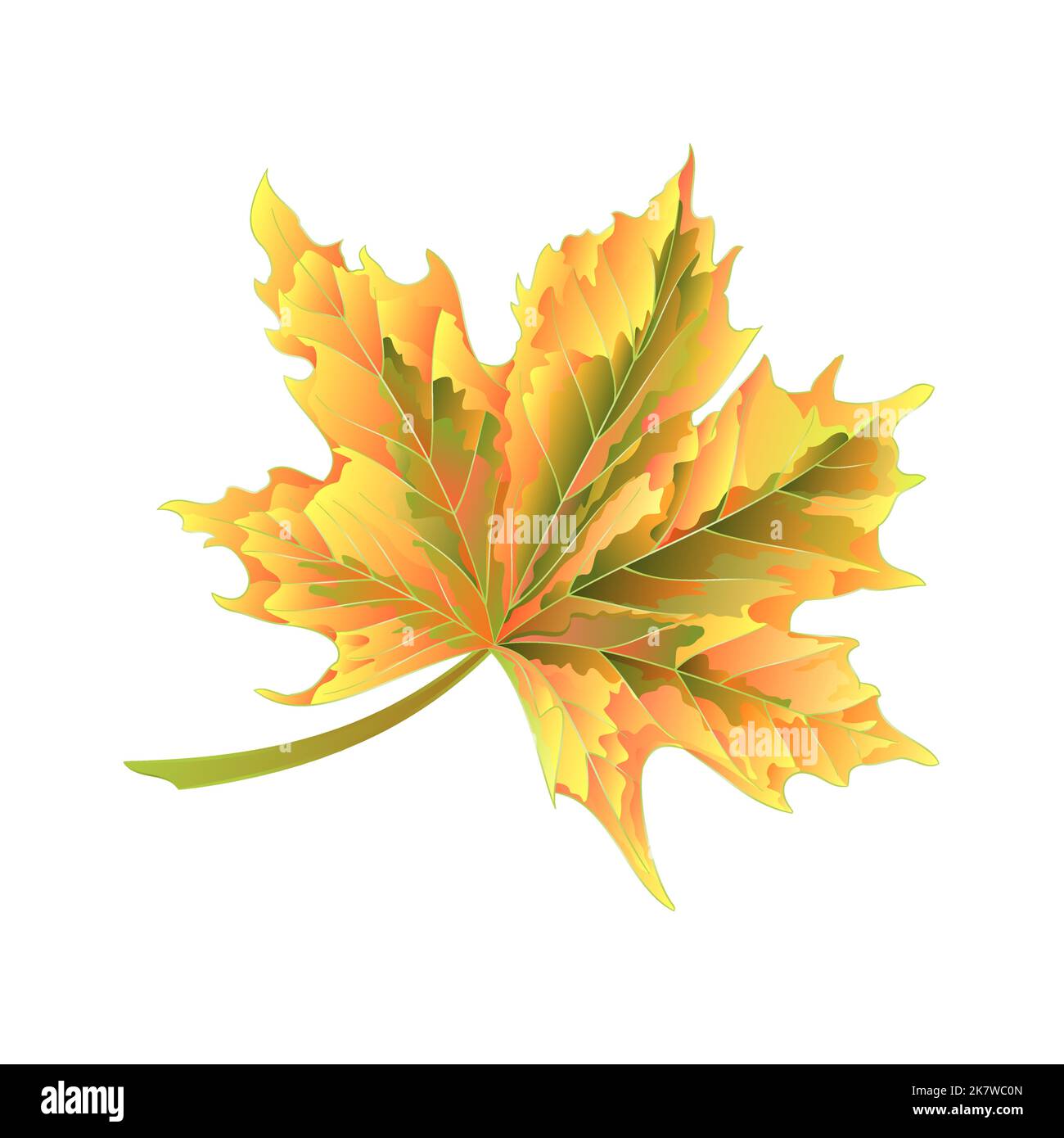 Colored autumnal leaf Maple on a white background vector illustration Stock Vector