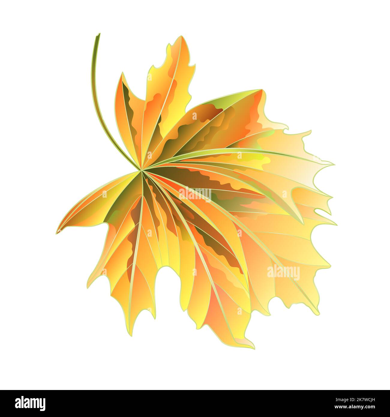 Maple tree autumnal leaf on a white background vector illustration ...