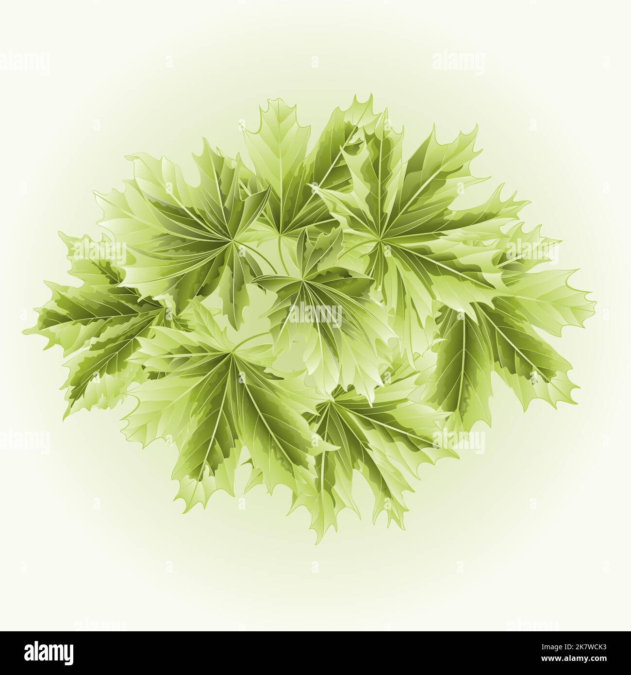 Colored leafs Maple the green background vector illustration Stock Vector
