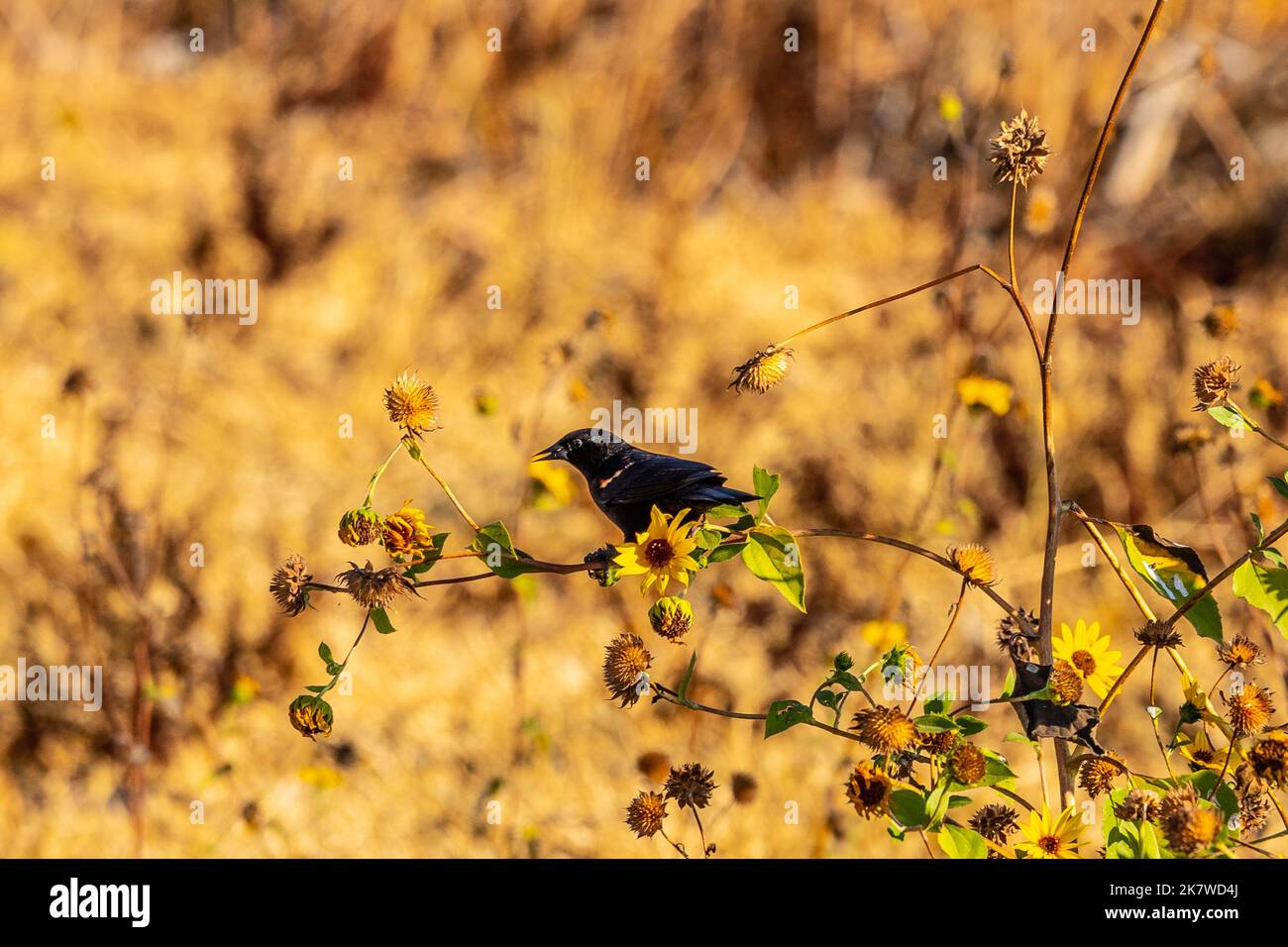 A Red Winged Blackbird (Agelaius phoeniceus) at the Merced National Wildlife refuge in the Central Valley of California USA Stock Photo