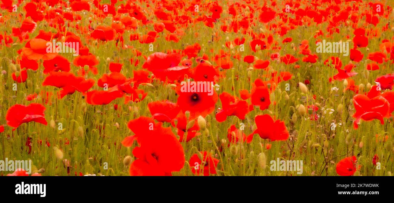 Poppy Fields Showing Bright Red Flowers for remembrance armistice ...