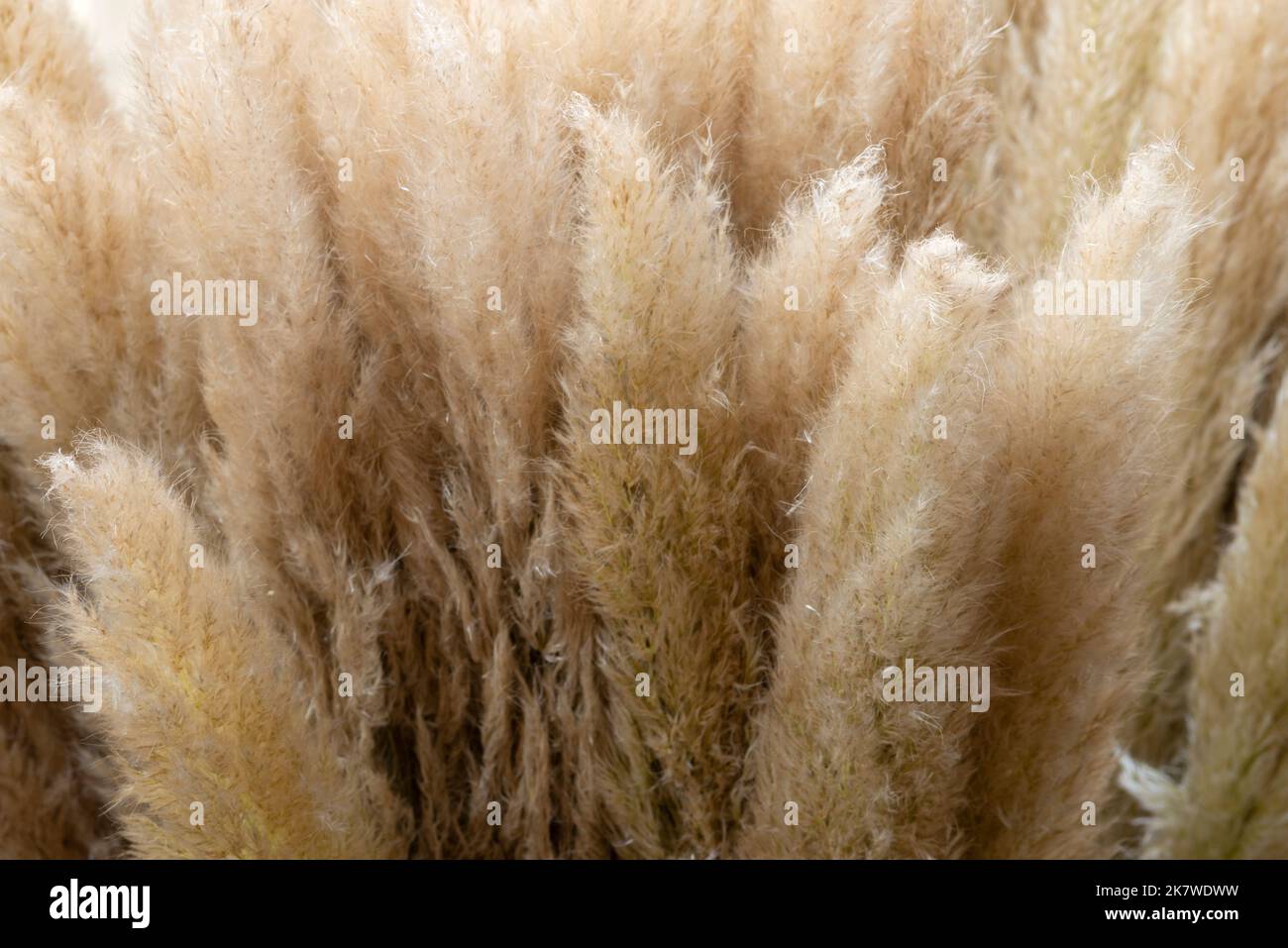 Pampas Grass, Cortaderia Selloana, Native to South America Stock Photo