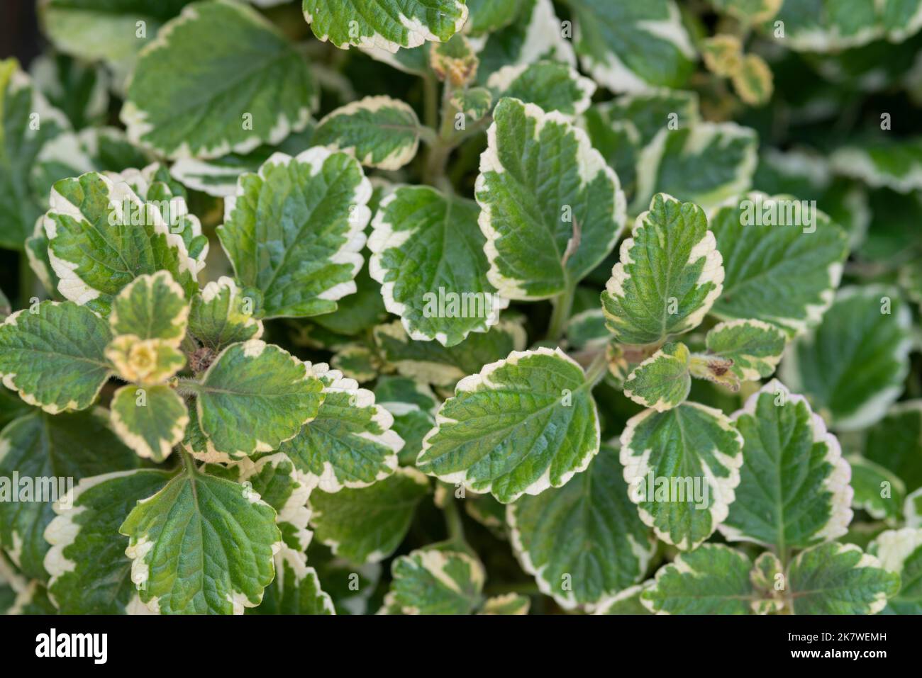 Incense Plants, Plectranthus Coleoides Stock Photo Alamy