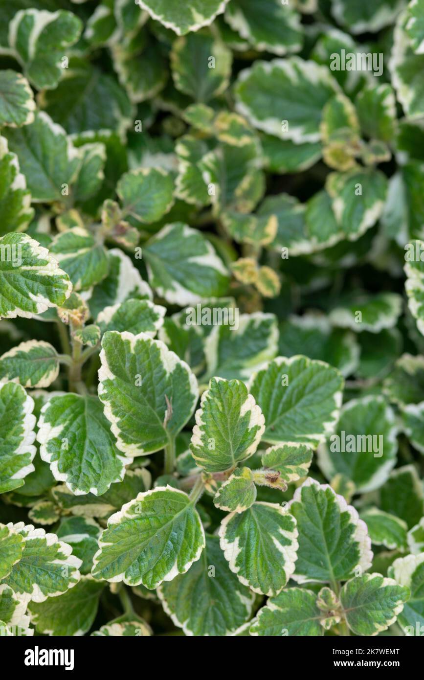 Incense Plants, Plectranthus Coleoides Stock Photo Alamy