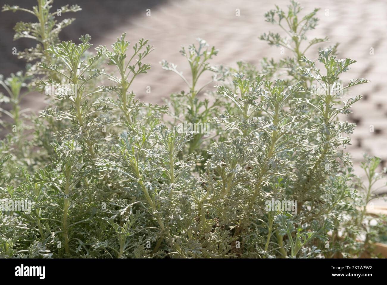 Wormwood Plant Leaves, Artemisia Absinthium Stock Photo
