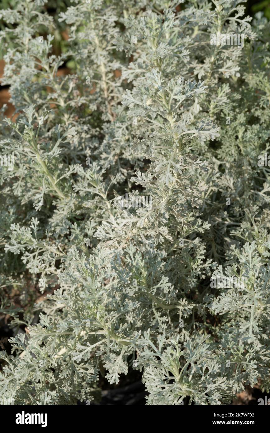 Wormwood Plant Leaves, Artemisia Absinthium Stock Photo