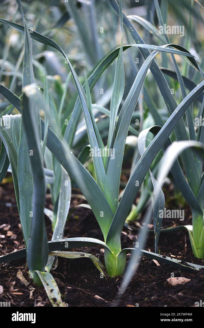 Welsh leeks growing on an allotment in early autumn Stock Photo