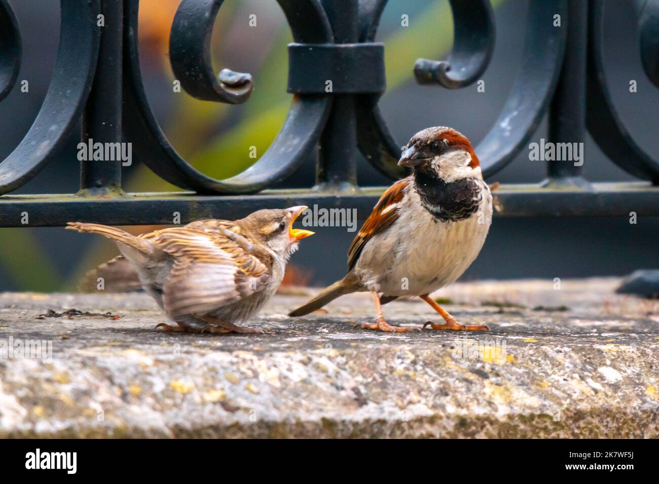 A couple of birds arguing loudly in a wall of a church. One looks at ...