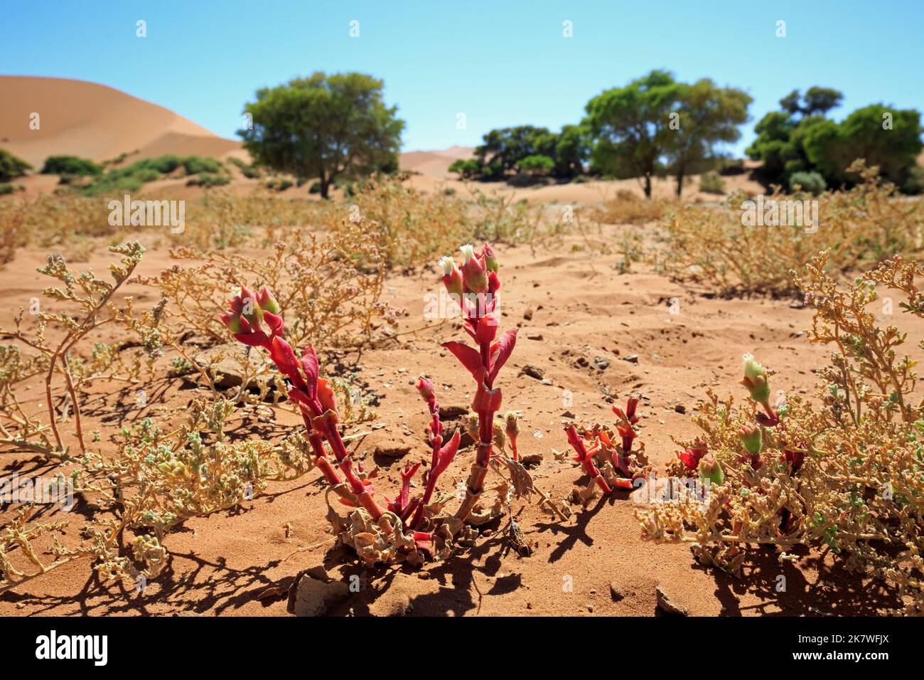 Pretty pink succulent flower growing in the desert, with a natural out of focus sand dune and tree background in Namib Desert Stock Photo