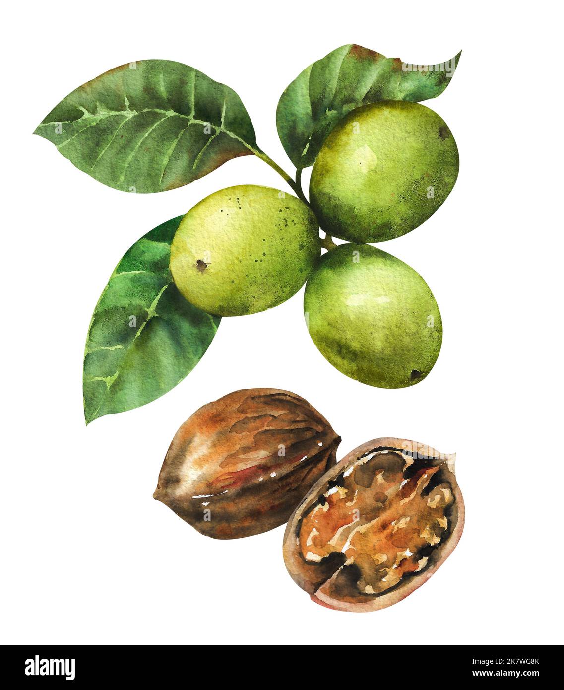 Watercolor walnut. Image of a mature walnut in a cut and in a green shell. Stock Photo