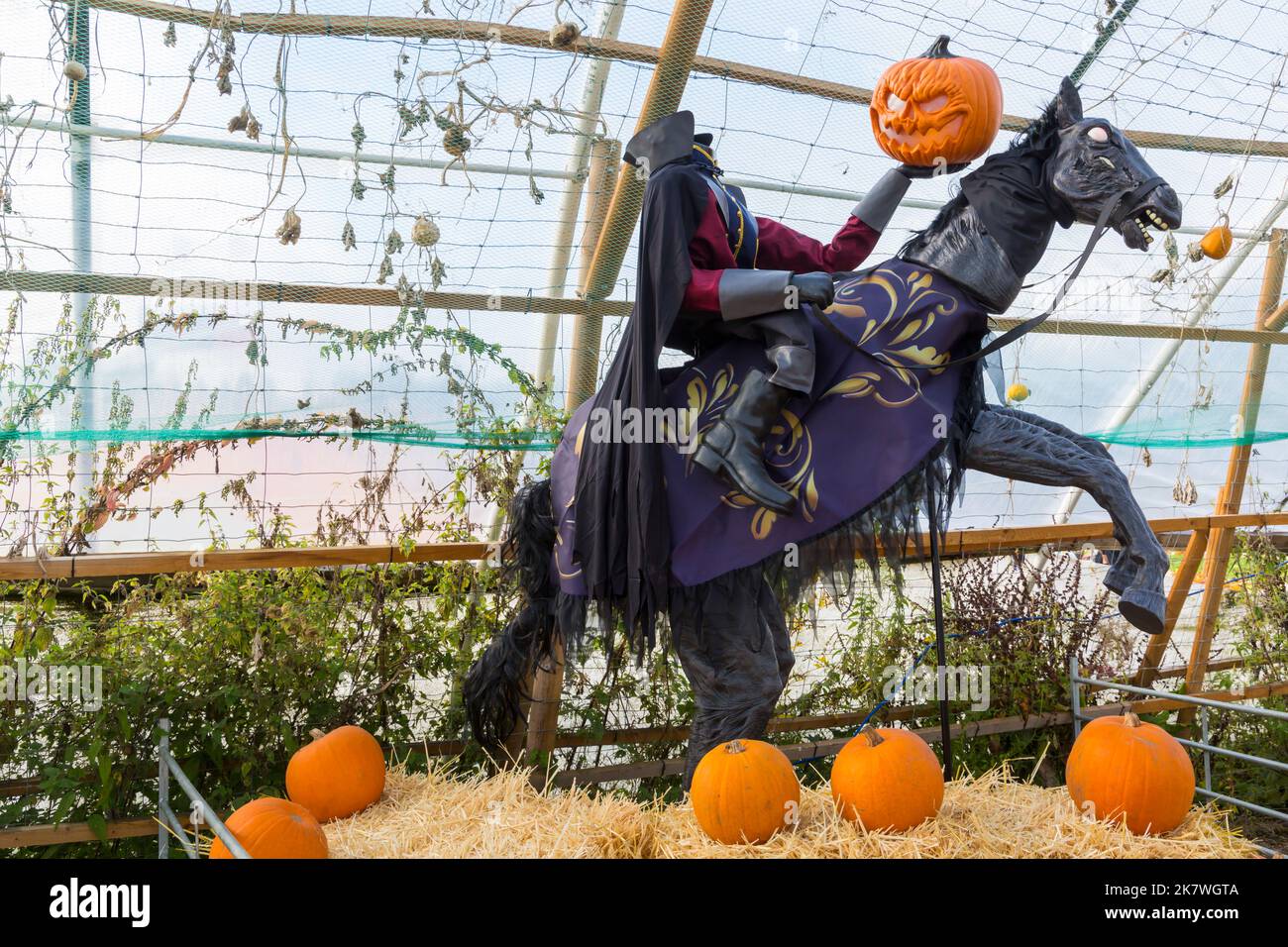 Pumpkin Time at Sunnyfields Farm in Totton, Hampshire UK in October as