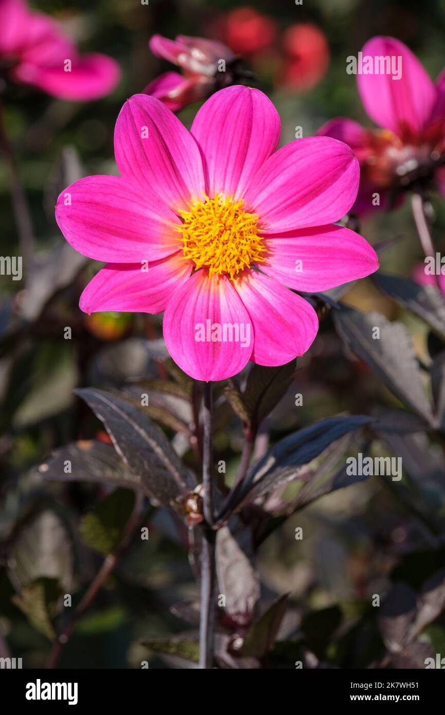 Early dwarf bedding single Dahlia 'Roxy'. Deep pink flowers Stock Photo