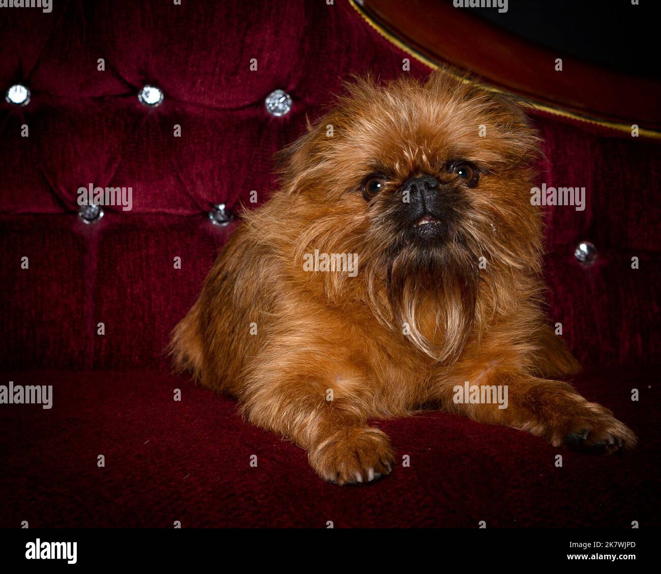 Picture of a Griffon Dog in a Professional Studio Environment Stock Photo