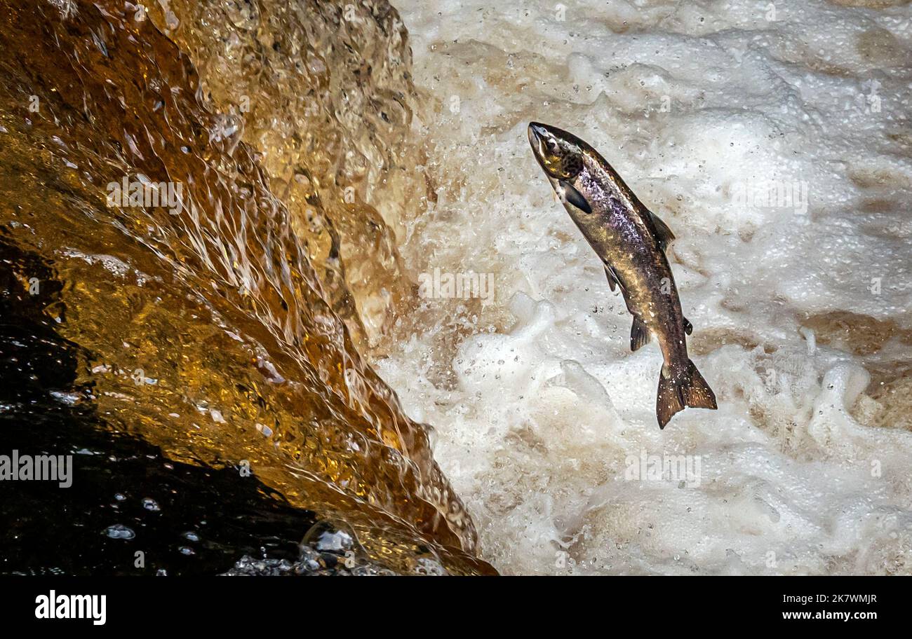 Salmon leap up Stainforth Force on the River Ribble in the Yorkshire