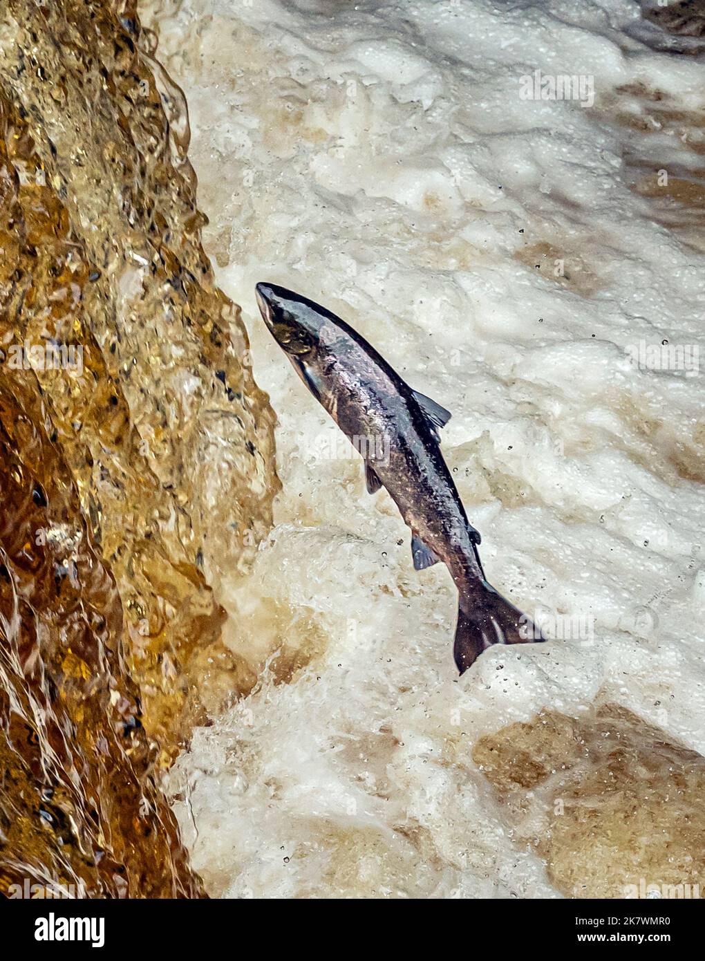Salmon leap up Stainforth Force on the River Ribble in the Yorkshire