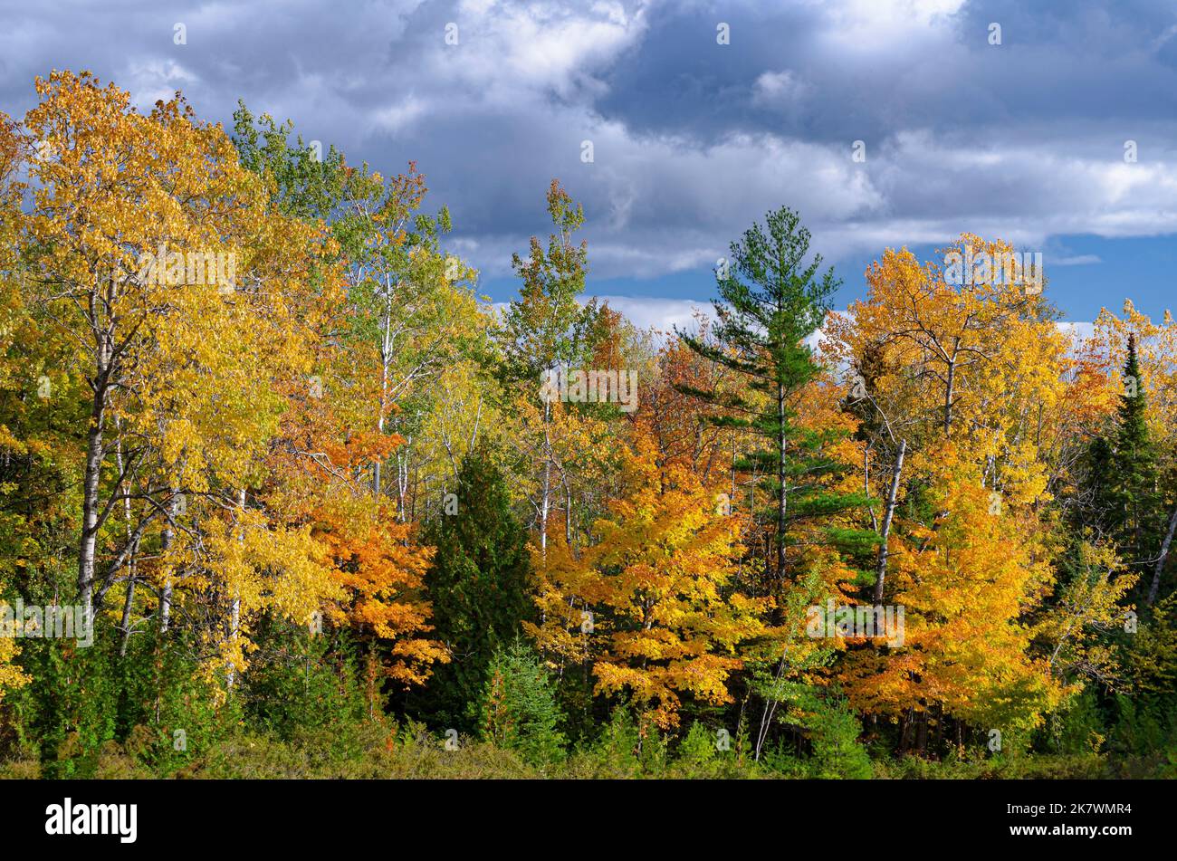 The forest edge glows with autumn color, Door County, Wisconsin Stock