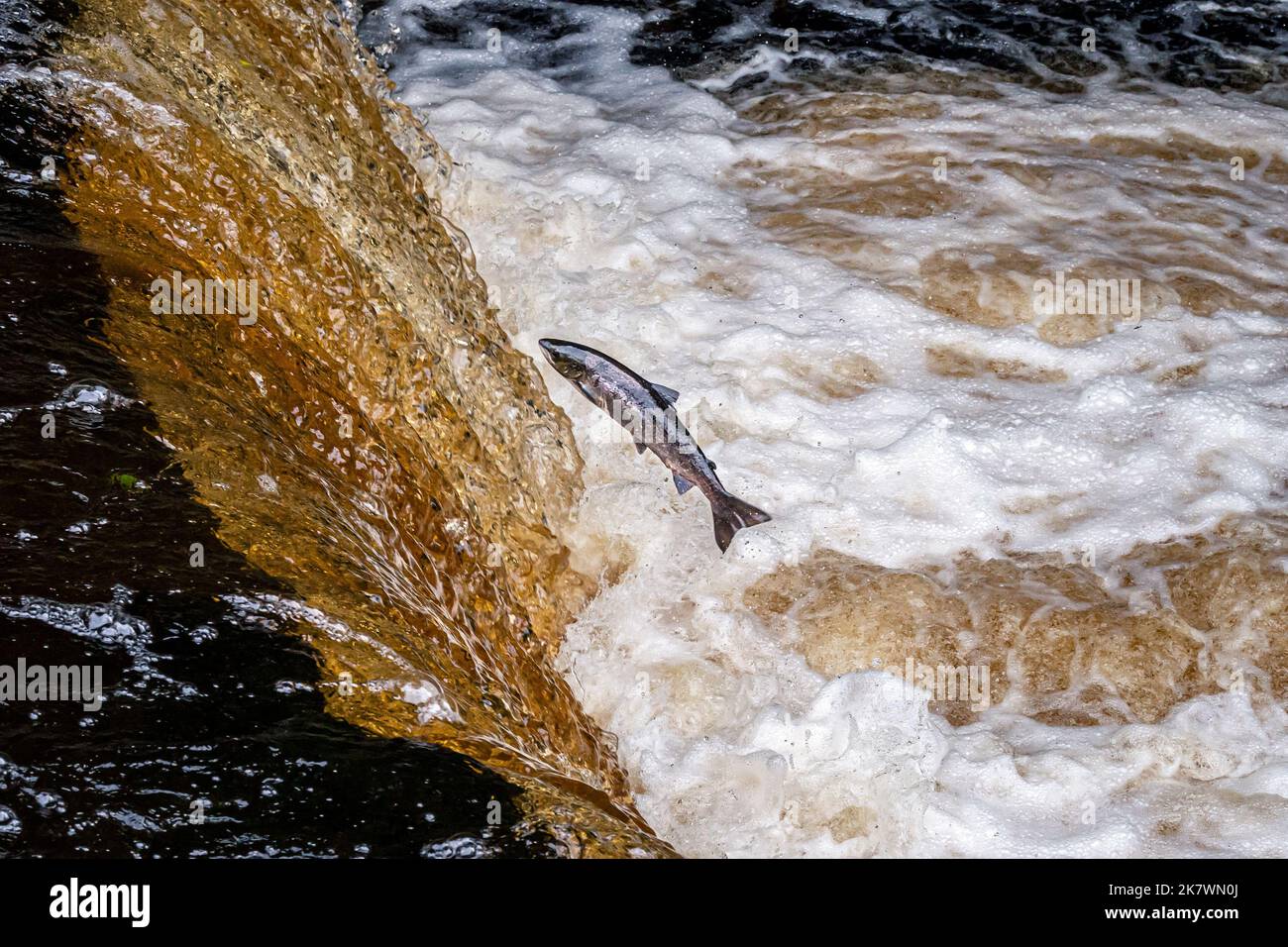 Salmon leap up Stainforth Force on the River Ribble in the Yorkshire